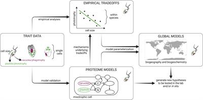 Recommendations for advancing mixoplankton research through empirical-model integration
